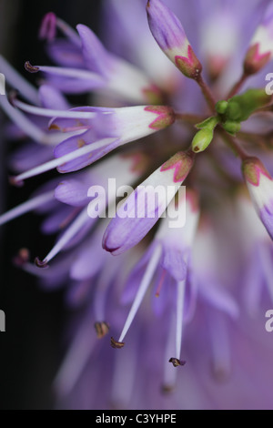 Lavendel Blume Stockfoto