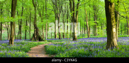 Buchenwälder und Teppiche von Glockenblumen, West Woods, Marlborough, Wiltshire, England. Frühjahr 2009 (Mai). Stockfoto