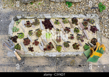 Alpine Garden Society war Garten Worcestershire gegründet 1929. Ein Mischbett von Alpenpflanzen Stockfoto