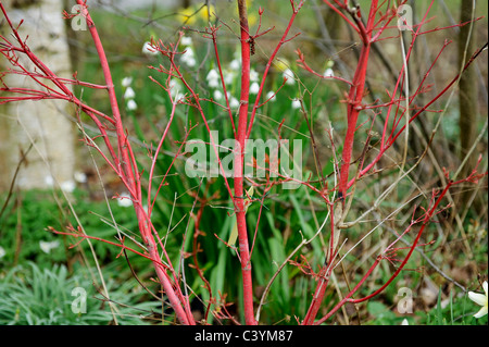 Alpine Garden Society war Garten Worcestershire gegründet 1929. Die Nächstenliebe wurde damit begonnen, das Interesse von Alpenpflanzen zu fördern Stockfoto