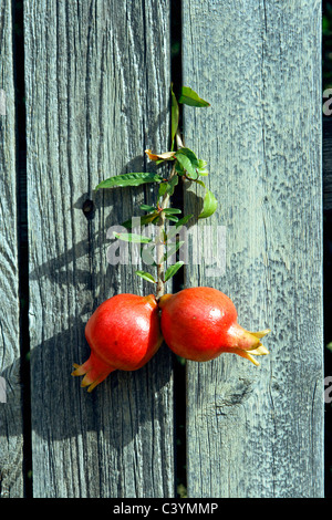 Granatapfel, Punica Granatum, Früchte tragenden, Laub, Strauch, Frucht, rot Stockfoto