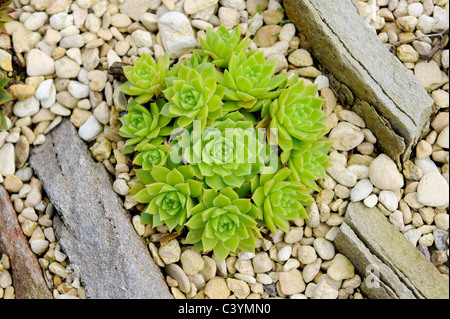 Alpine Garden Society war Garten Worcestershire gegründet 1929. Atlanticum aus Oukaimeden Marokko Stockfoto