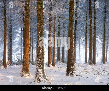 Schneebedeckte Kiefer Wald, Morchard Wood, Morchard Bischof, Devon, England. Winter (Dezember) 2010. Stockfoto