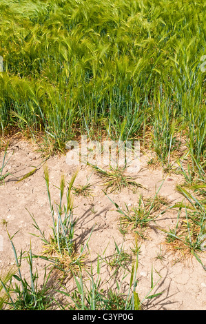 Rand des ausgetrockneten Gebiet der unreifen Mais - Indre-et-Loire, Frankreich. Stockfoto