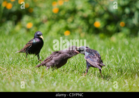 Vor kurzem flügge Starling Küken gefüttert von Erwachsenen, Warwickshire Stockfoto