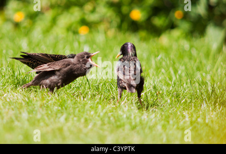 Vor kurzem flügge Starling Küken gefüttert von Erwachsenen, Warwickshire Stockfoto