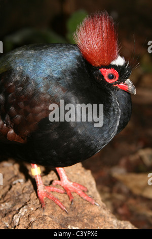 Portrait Of A männlichen Crested Holz Rebhuhn Rollulus Rouloul aka Crested Partridge, Roul-Roul, rot-gekrönter Holz-Rebhuhn Stockfoto