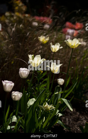 Tulipa 'Spring Green' und Tulipa "Shirley" mit Carex comans Bronze im Hintergrund Stockfoto