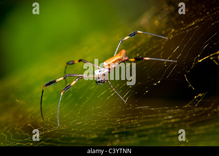 Weibliche Golden Orb Weaver Spider im web Stockfoto