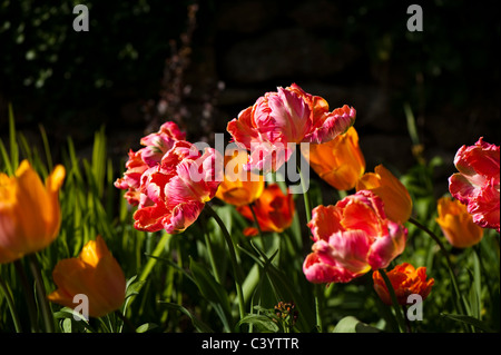 Tulipa 'Apricot Parrot' in voller Blüte Stockfoto