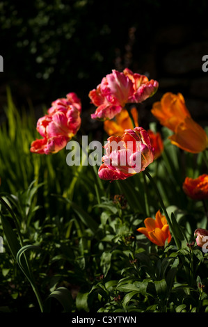 Tulipa 'Apricot Parrot' in voller Blüte Stockfoto