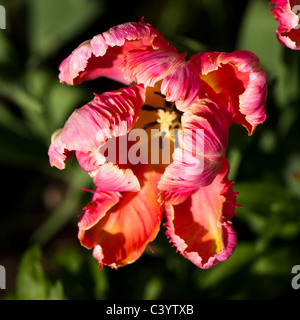 Tulipa 'Apricot Parrot' in voller Blüte Stockfoto