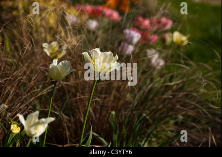 Tulipa 'Spring Green' mit Carex comans Bronze im Hintergrund
