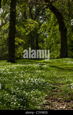 Anemone Nemorosa, Holz Anemonen blühen im Westonbirt Arboretum, Gloucestershire, England, Vereinigtes Königreich Stockfoto