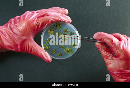 Landwirtschaft, Landwirtschaft, Biologie, biotechnische, Biotechnologie, botanischen, Botanik, Kultur, Drosera Rotundlfolla, genetischen Engin Stockfoto