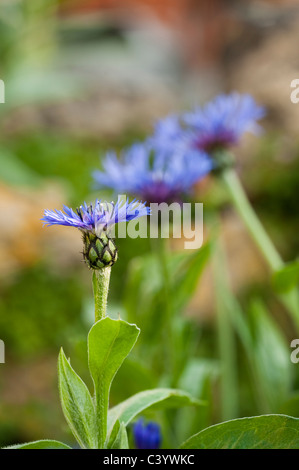 Centaurea Montana in Blüte Stockfoto