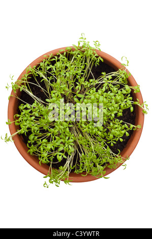 Kresse, Lepidium Sativum, wächst in der Form eines Herzens gewellt Stockfoto