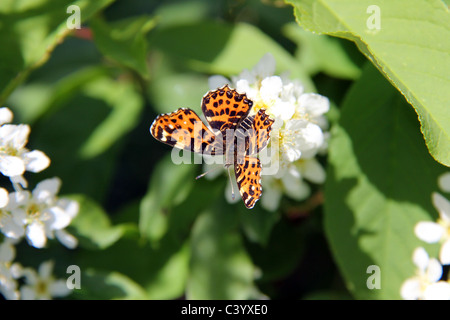 Karte Schmetterling, Araschnia Levana auf Bird Cherry Flowers. Die erste oder frühlingshafte Generation ist orange mit schwarzen Flecken und wenigen kleinen weißen Flecken. Stockfoto