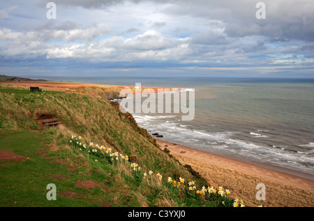 Ein Blick auf die Klippen und den Strand von St Cyrus, Aberdeenshire, Schottland, Vereinigtes Königreich, mit Milton Ness im Hintergrund. Stockfoto