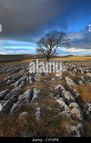 Ein einsamer Weißdorn Baum wächst aus dem Kalkstein Pflaster von Malham Lings über Malham in der Yorkshire Dales of England Stockfoto