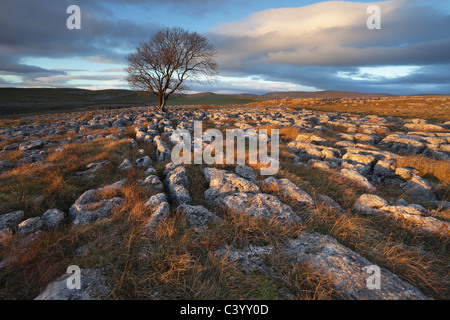 Ein einsamer Weißdorn Baum wächst aus dem Kalkstein Pflaster von Malham Lings über Malham in der Yorkshire Dales of England Stockfoto