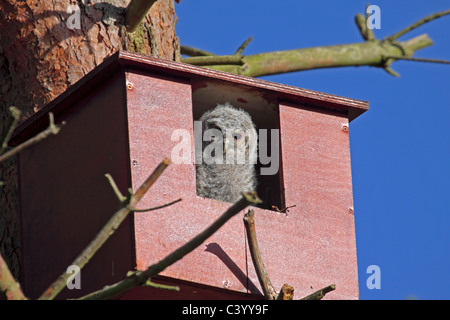 Junger Waldkauz im Nistkasten Stockfoto