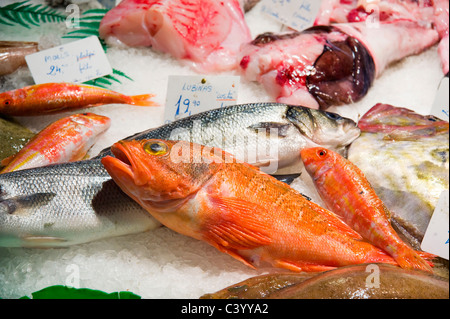 Seebarsch und rote Meerbarbe zum Verkauf in La Boqueria-Markthalle, La Rambla (Las Ramblas), Barcelona, Katalonien, Spanien Stockfoto