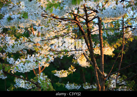 Frühlingsblüten in Yorkshire Stockfoto