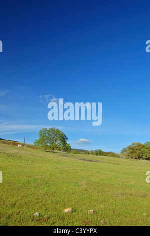 tree in a spring meadow Stockfoto