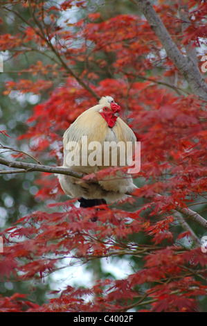 Hen, sitzen auf den japanischen roten Blatt Ahorn Stockfoto