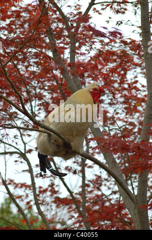Hen, sitzen auf den japanischen roten Blatt Ahorn Stockfoto