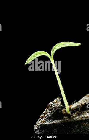 Neues Leben: Baby grünen Tomate sprießen mit Wassertropfen, die aus Torf im Netz, auf schwarzem Hintergrund isoliert. Stockfoto