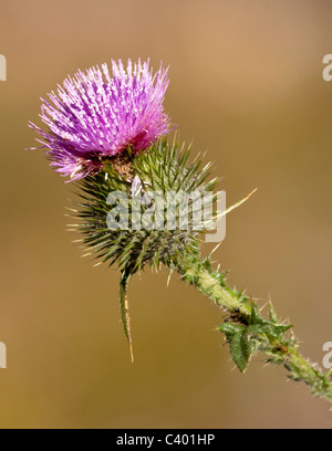 Die Kanada Distel ist eine bekannte Staude in Montana. Stockfoto