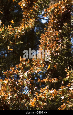 Elk187-6236v Mexiko, Michoacan, El Rosario Monarch Reserve Stockfoto