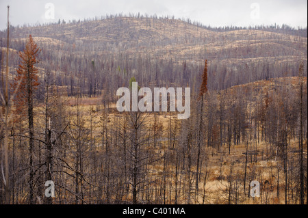 Die Nachwirkungen eines Waldes Feuer in Seeley Lake, Montana. Stockfoto