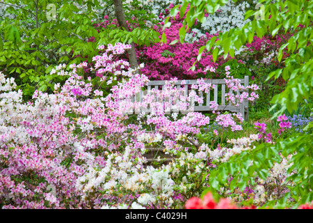 Azalee an der U.S. National Arboretum, Washington DC Stockfoto