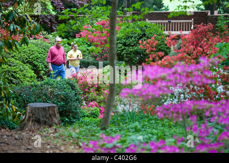 Azalee an der U.S. National Arboretum, Washington DC Stockfoto