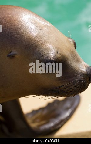 Sea Lion Stockfoto