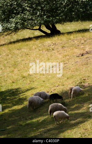 Schafbeweidung auf dem Hügel Stockfoto