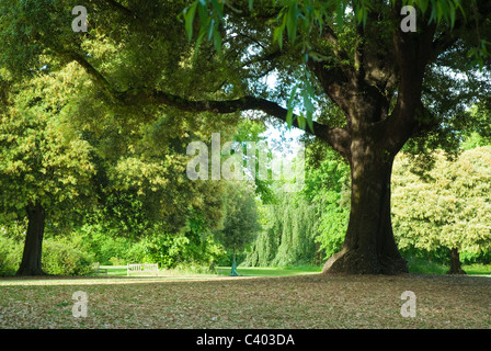 Dies ist ein Bild von Bäumen rund um den See in Kew Gardens, London, UK. Stockfoto