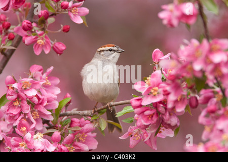 Chipping Sparrow thront in Crabapple Baum blüht Stockfoto
