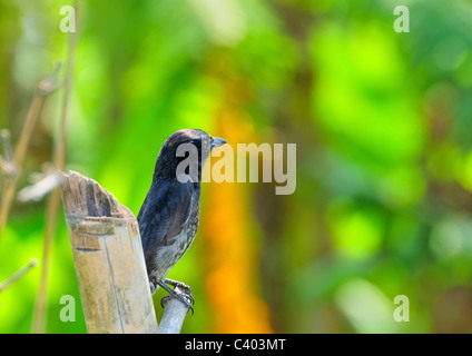 Eine unreife schwarze Drongo sitzen auf einem Bambus-Zweig Stockfoto