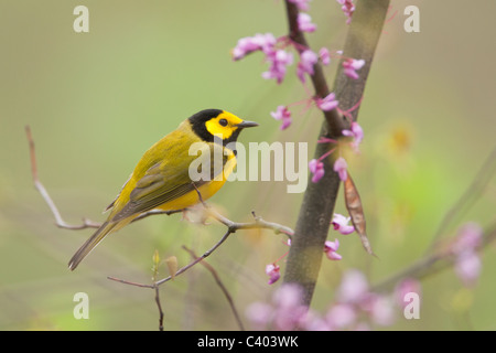 Vermummte Laubsänger thront in Redbud Baum Stockfoto