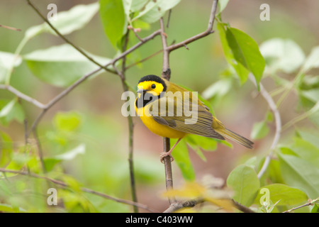 Mit Kapuze Warbler Stockfoto