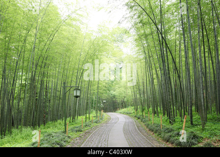 Green Bamboo Forest--ein Pfad führt durch einen üppigen Bambuswald Stockfoto