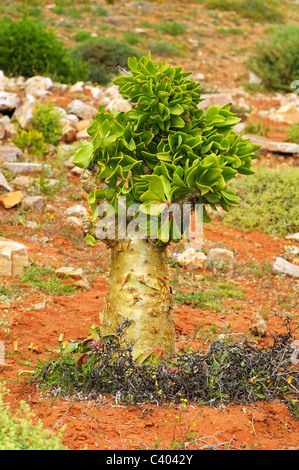 Botterboom, Tylecodon paniculatus Stockfoto