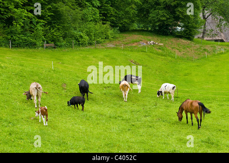 Weide, Museum Ballenberg, Hofstetten, Schweiz Stockfoto