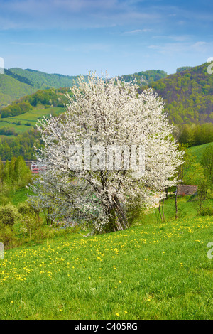 Baum Im Frhling