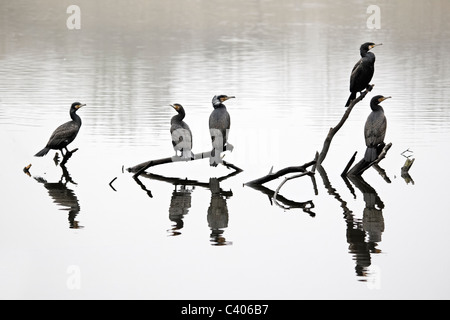 Kormoran, Phalacrocorax Carbo, Gruppe der Vögel auf Ast, Midlands, April 2011 Stockfoto
