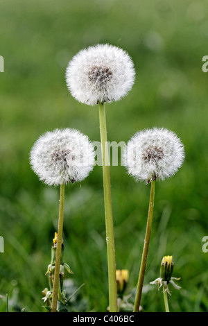 Löwenzahn, Taraxacum Officinale. drei Samenköpfe, Midlands, April 2011 Stockfoto